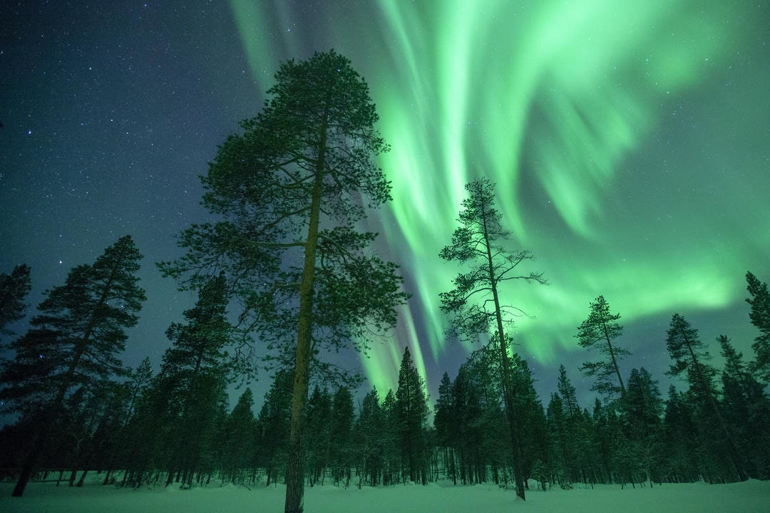 AuroraPineTrees