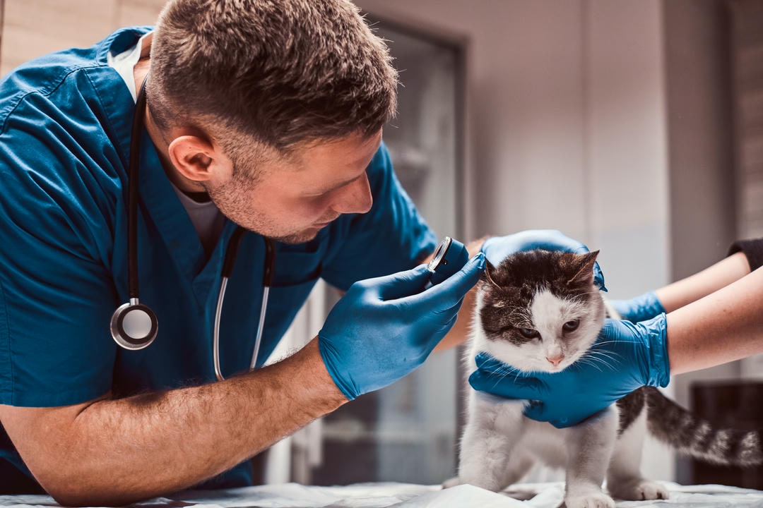 Male vet with cat