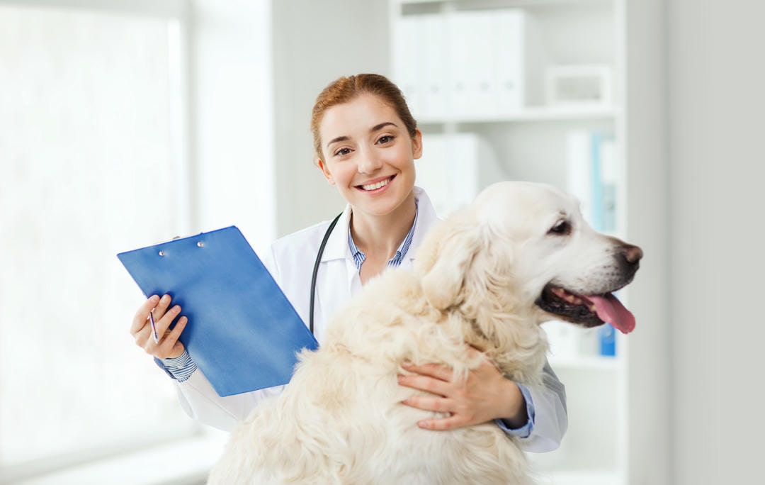 Large dog at vet